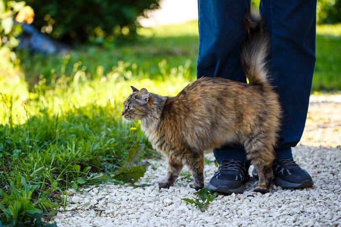 Gatto che si strofina contro una superficie o un oggetto