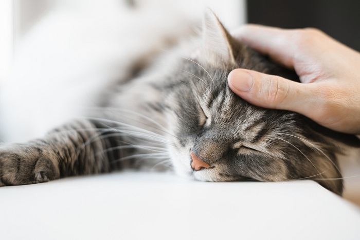 Un gatto sereno, rannicchiato in un sonno tranquillo, rannicchiato in un posto accogliente, incarnazione della tranquillità e del comfort di un pisolino ristoratore.