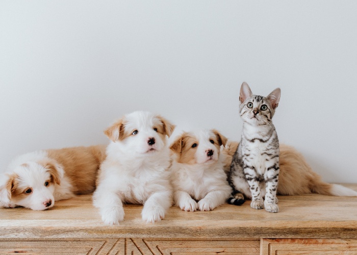 Immagine inclusiva che raffigura un gatto che convive tranquillamente con un gruppo di cani.