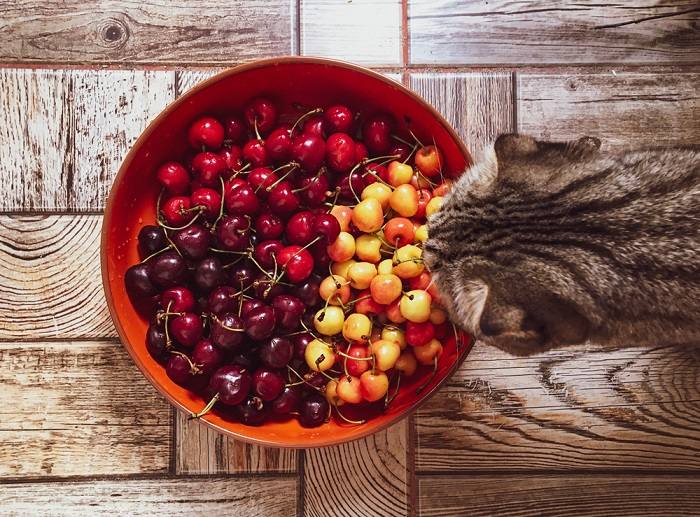 Immagine raffigurante un gatto vicino a una ciotola di ciliegie