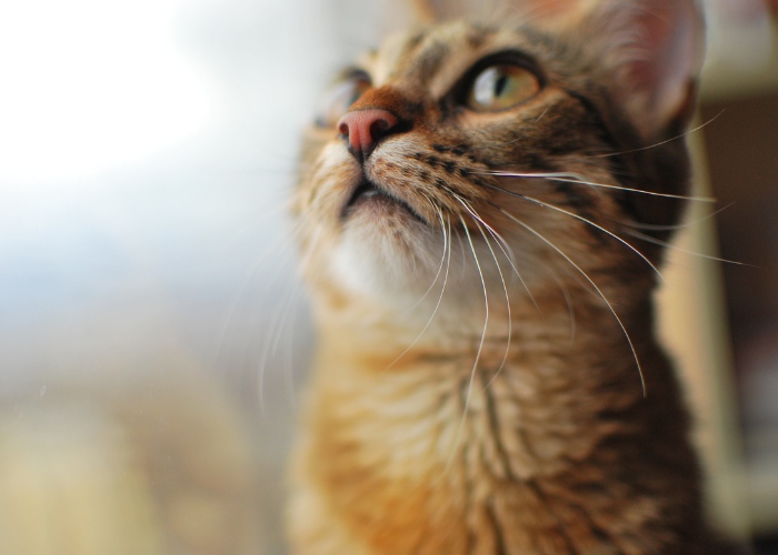 Primo piano del naso di un adorabile gatto, che mette in risalto le sue caratteristiche uniche e affascinanti, rendendo il felino ancora più carino.