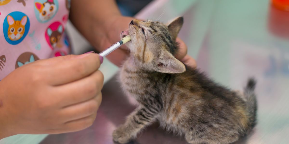 La sverminazione dei gatti è un aspetto essenziale della salute felina e della prevenzione dei parassiti.