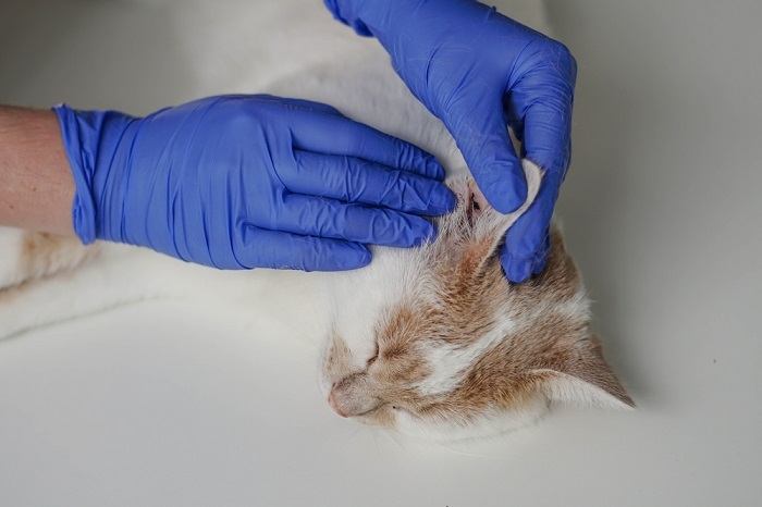 Infezione all'orecchio nel gatto, che sottolinea l'importanza di diagnosticare e curare le infezioni all'orecchio nei felini.