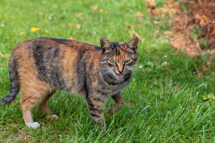 Foto che ritrae un gatto che finge giocosamente di zoppicare, mostrando i suoi modi intelligenti e divertenti nel cercare attenzione e interazione.