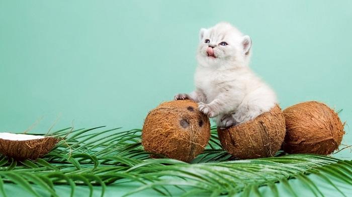 Immagine che cattura un'interazione giocosa tra un gatto e una noce di cocco.