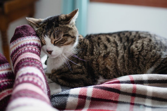 I gatti sanno quando i loro umani sono malati?