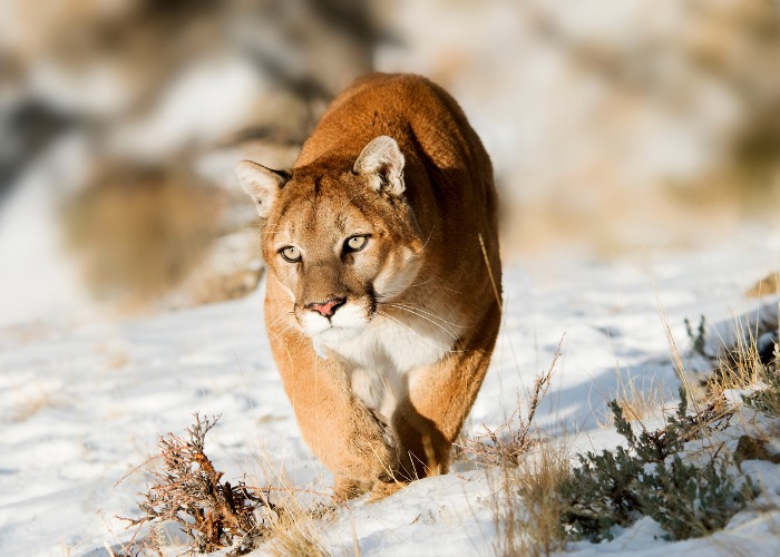 Istantanea che ritrae un leone di montagna nel bel mezzo di una battuta di caccia, a dimostrazione della natura feroce e determinata di questo predatore al vertice della catena alimentare.