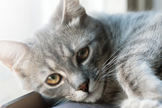 7 Modi sottili in cui potresti offendere il tuo gatto