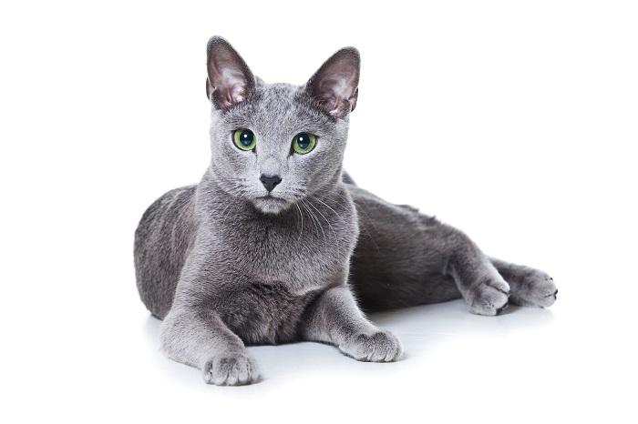 Immagine di un gatto blu di Russia, noto per il suo splendido mantello grigio-blu e i suoi sorprendenti occhi verdi, seduto in modo regale e che trasuda un'aria di eleganza e raffinatezza.