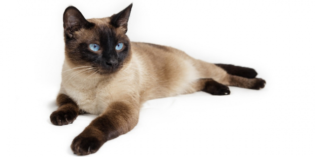 Grazioso gatto siamese con sorprendenti occhi azzurri a mandorla, pelo corto color crema e distintive macchie scure su orecchie, muso, zampe e coda, seduto elegantemente e che guarda con curiosità.