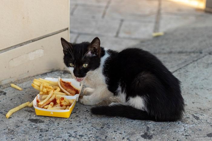 Immagine che ritrae un gattino randagio che mangia patatine fritte, evidenziando le circostanze difficili che alcuni animali randagi affrontano e l'importanza di cure e nutrizione responsabili per tutti i gatti