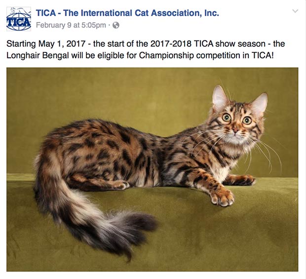 La TICA (The International Cat Association) ha premiato i gatti del Bengala a pelo lungo, mettendo in risalto il loro aspetto unico e meraviglioso.