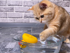 cat playing toy placed in the water bowl