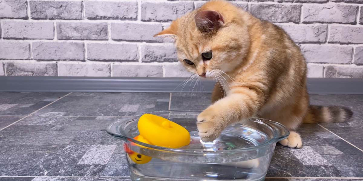 gatto che gioca con un giocattolo messo nella ciotola dell'acqua