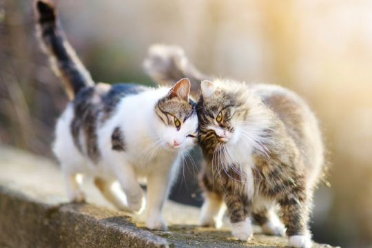 10 Segnali che il tuo gatto vuole un altro gatto