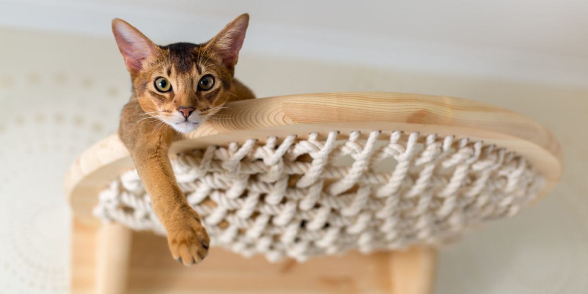 Primo piano di un gatto abissino su scale di legno, che cattura il suo spirito curioso e avventuroso