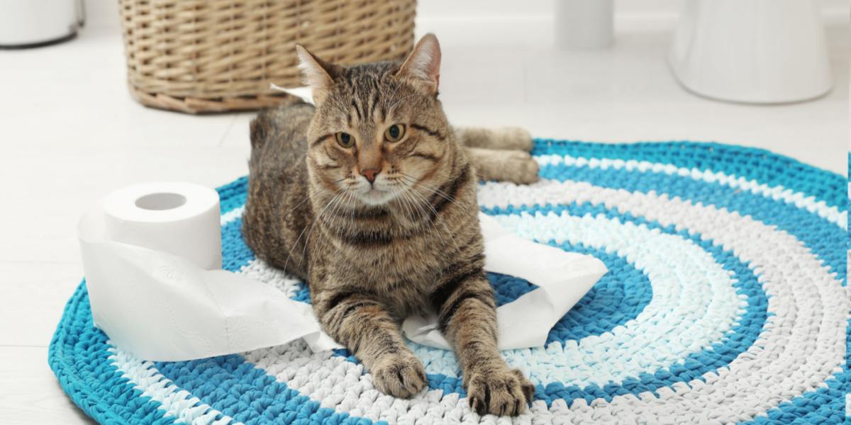 L'immagine mostra un gatto seduto o sdraiato sul tappeto del bagno.