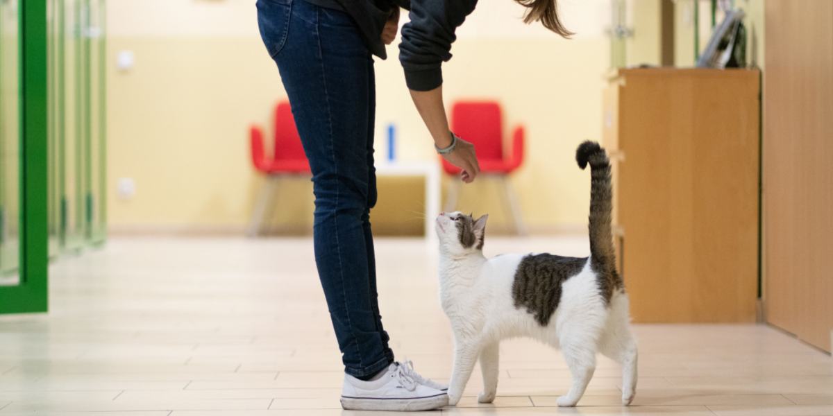 L'immagine ritrae un gatto che segue da vicino una persona, probabilmente il suo proprietario.