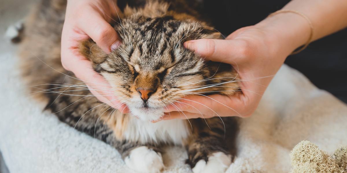 Immagine raffigurante la cura chiropratica per i gatti.