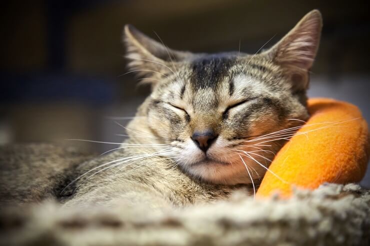 Un'immagine che raffigura un gatto in uno stato di appagamento, con una postura rilassata e probabilmente con gli occhi socchiusi, catturando la natura serena e pacifica di un felino soddisfatto.