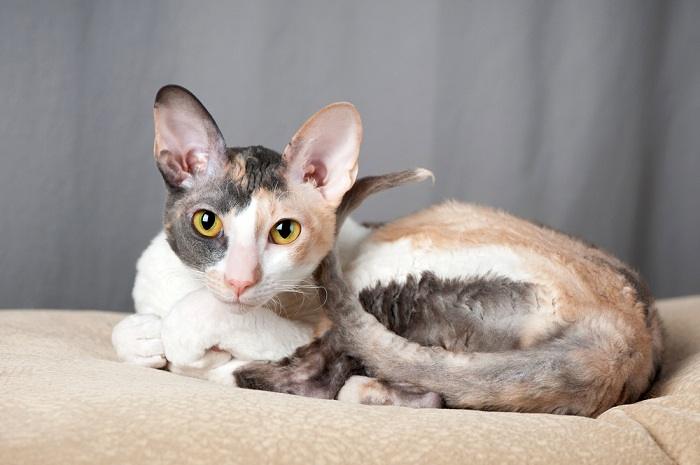 Gatto Cornish Rex