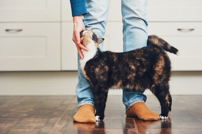 L'immagine probabilmente ritrae un gatto intento a mostrare curiosità.