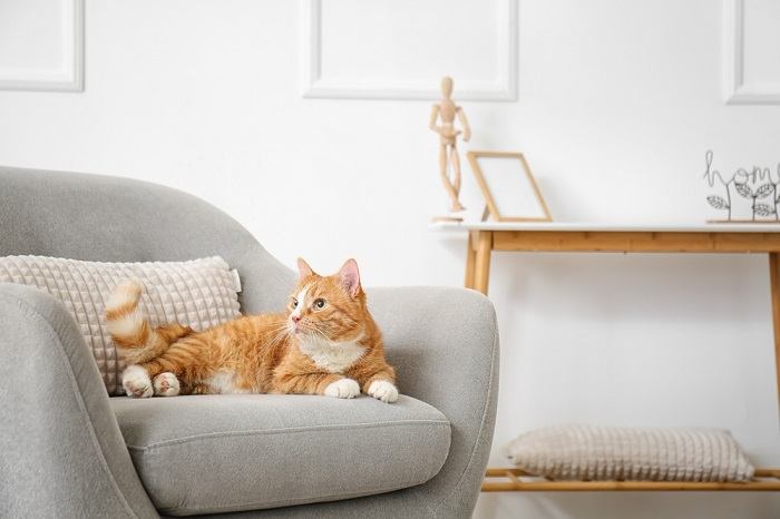 "Un simpatico gatto rosso, che irradia calore e fascino