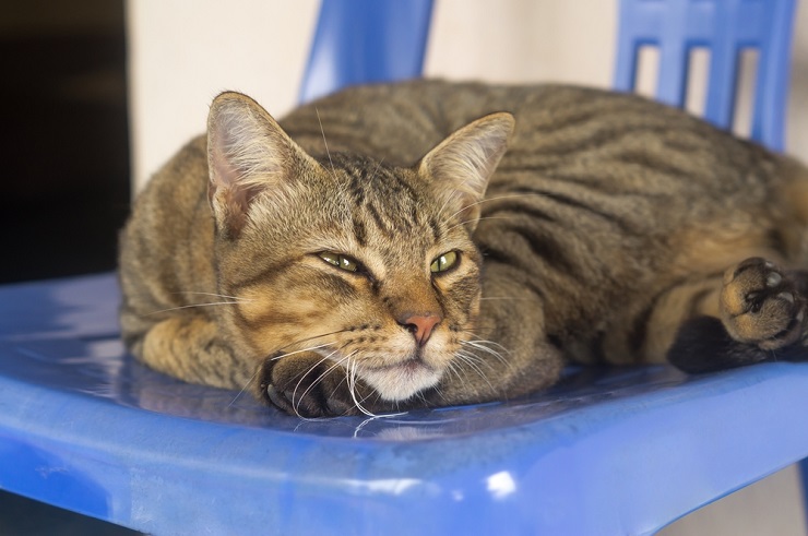 Immagine di un gatto che sembra malato, con un atteggiamento tranquillo e una postura letargica, che sottolinea l'importanza di riconoscere i cambiamenti nel comportamento e di cercare le giuste cure veterinarie per gli animali domestici malati.