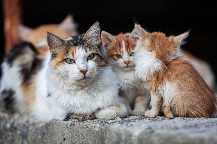 I gatti selvatici hanno paura degli umani, il che dimostra la natura cauta e schiva delle popolazioni di felini selvatici.