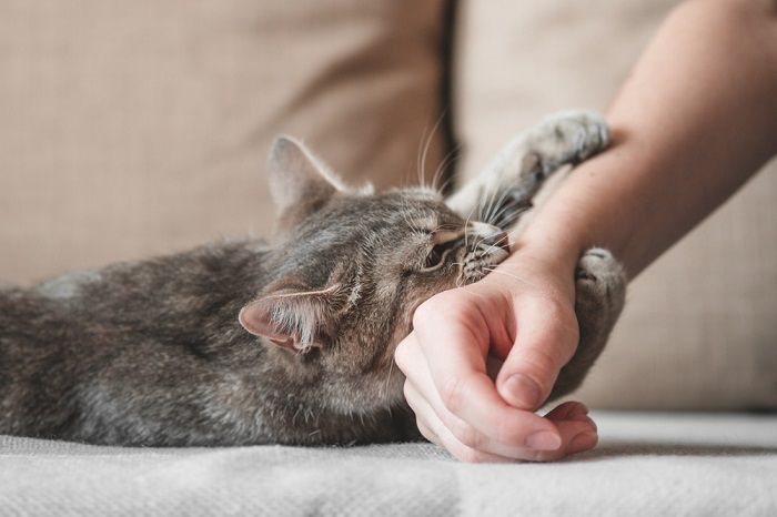 Gatto che mostra segni di frustrazione.