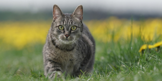 200 migliori nomi di gatti tedeschi con significato