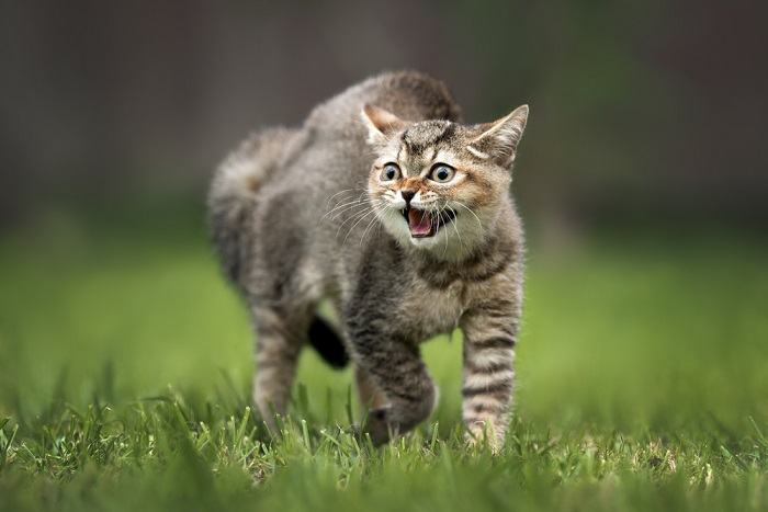 Un gatto che ringhia, mostrando segni di aggressività o agitazione.