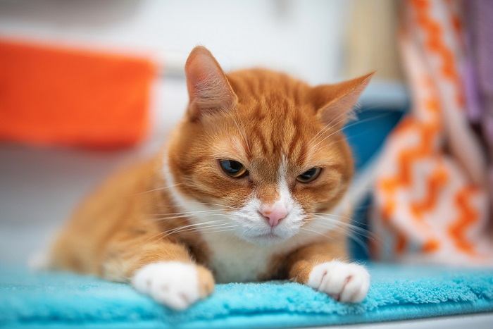 gatto sdraiato sul tappeto del bagno