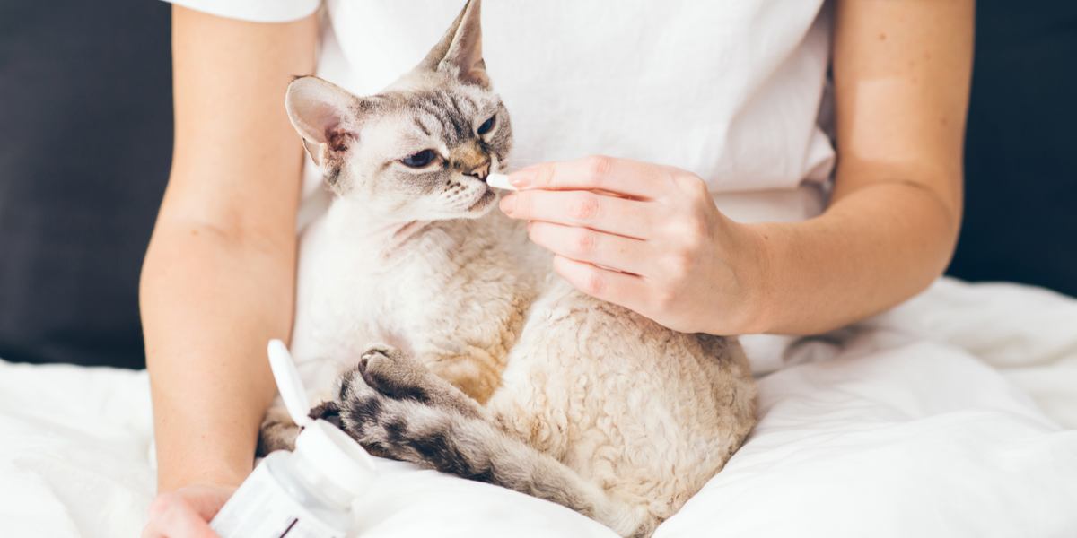 Immagine che illustra il processo di somministrazione di una pillola a un gatto, fornendo spunti sulle tecniche e le strategie che possono essere impiegate per garantire una somministrazione efficace del farmaco, dando priorità al comfort e alla cooperazione del felino