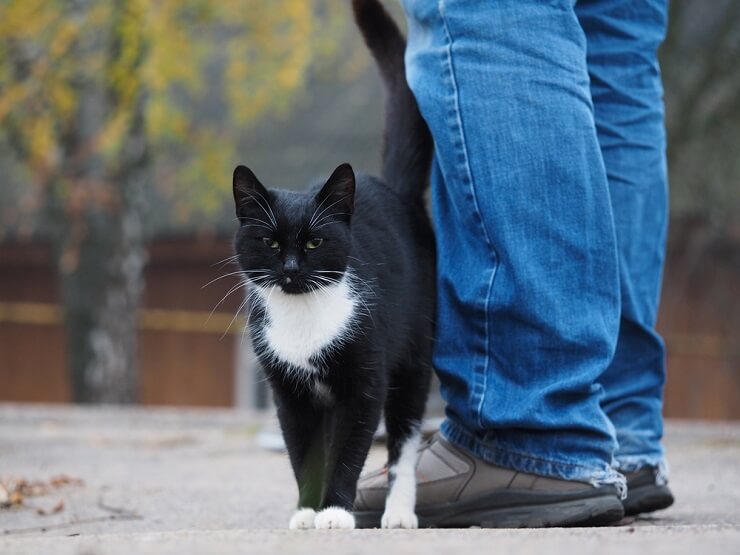 L'immagine ritrae un gatto che si strofina contro la gamba di una persona o contro un oggetto.