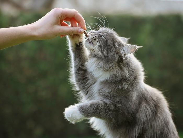 Nell'immagine sembrano comparire gatti Maine Coon.