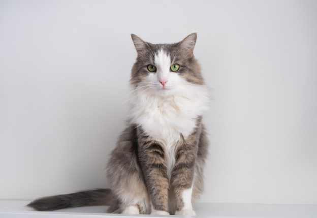 Oltre 500 nomi per gatti maschi con relativo significato - Cats.com