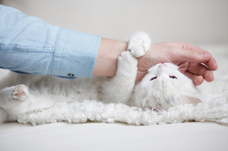 L'immagine potrebbe raffigurare un gatto che mordicchia o strofina delicatamente il muso contro un essere umano.