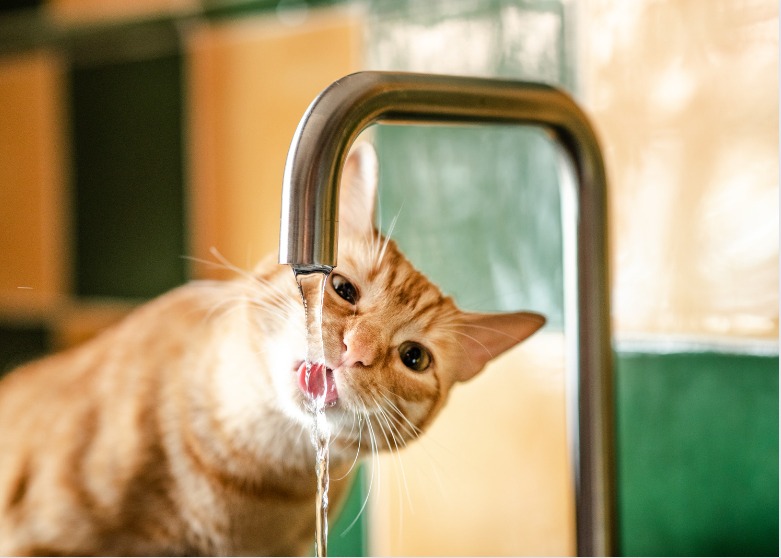 gatto che beve acqua dal rubinetto