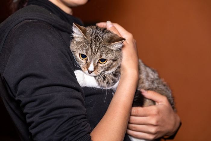 Immagine che ritrae un gatto angosciato che mostra segni di ansia da separazione, trasmettendo le sfide emotive derivanti dalla lontananza dalla persona che si prende cura di lui.