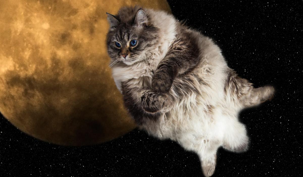 Gatto spaziale in un'immagine compressa, che unisce il fascino felino alle meraviglie del cosmo