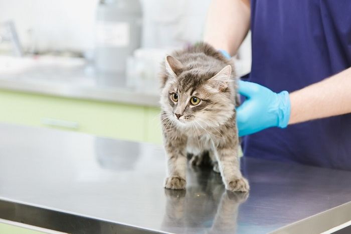 L'immagine ritrae un proprietario responsabile che porta il suo gatto dal veterinario per un controllo.