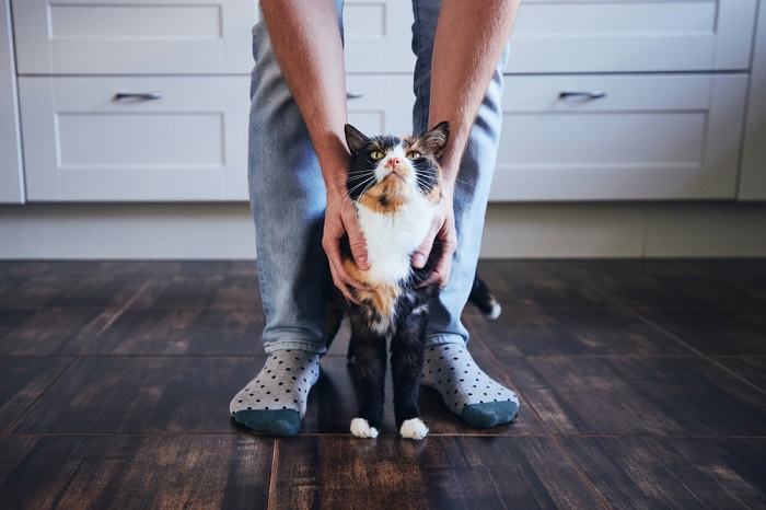 L'immagine sembra raffigurare un gatto che mostra un comportamento territoriale.