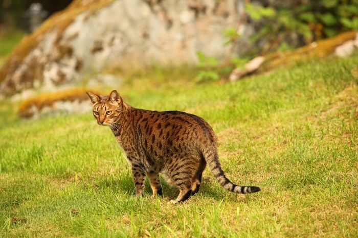 gatto che agita la coda, probabilmente esprimendo varie emozioni o reazioni.