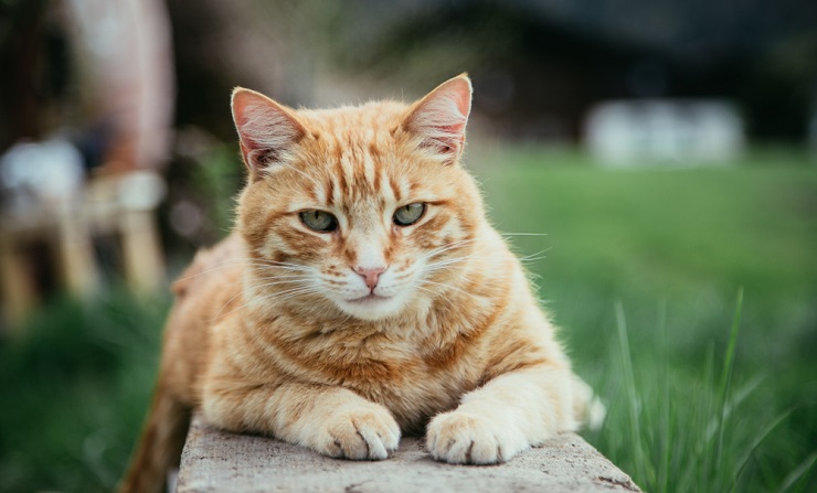 Immagine che mostra nomi unisex per gatti, offrendo opzioni di denominazione neutre rispetto al genere per i tuoi compagni felini