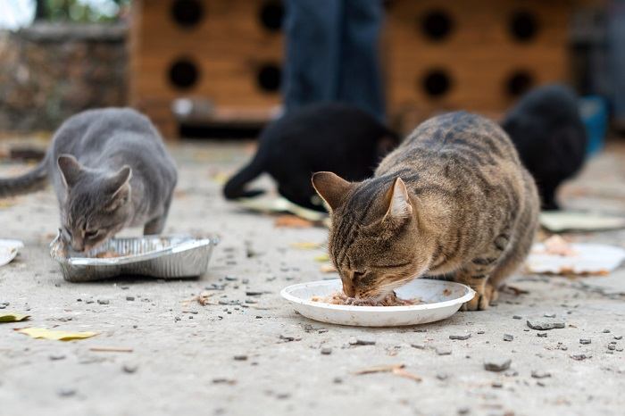 fatti sui gatti selvatici