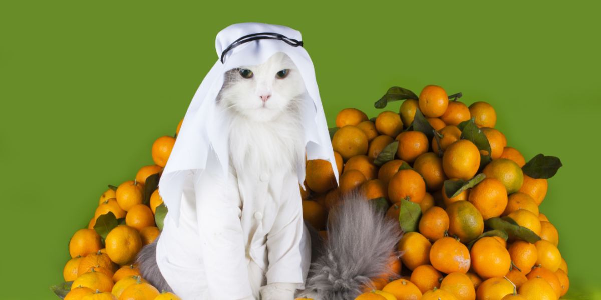 Gatti arabi in un'immagine compressa, che rappresenta le diverse razze feline della regione araba