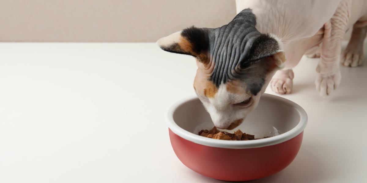 Immagine di una ciotola piena di cibo per gatti a base di pollo di alta qualità, appositamente preparato per fornire nutrimento e sapore ottimali.