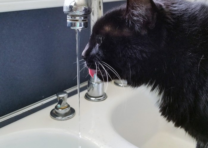 Un'immagine che mostra un gatto nero posizionato sotto un rubinetto aperto, mentre beve l'acqua.