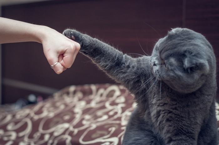 L'immagine probabilmente ritrae un gatto che mostra segni di noia e di giocosità.